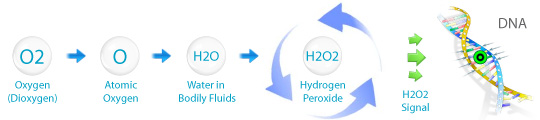Diagram A - Oxygen Medicine Bio- Chemical Process  - MOSA - Medical Oxygen Society of the Americas - www.mosao2.org
