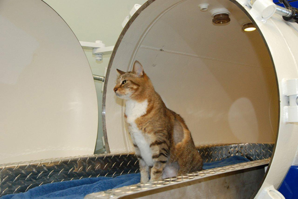 HBOT - Hyperbaric Oxygen Therapy - Veterinary - Cats - MOSA - Medical Oxygen Society of the Americas - www.mosao2.org