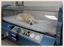 HBOT - Hyperbaric Oxygen Therapy - Veterinary - Dogs - MOSA - Medical Oxygen Society of the Americas - www.mosao2.org