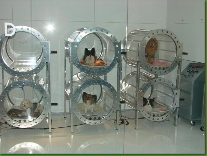 HBOT - Hyperbaric Oxygen Therapy - Veterinary - Dogs - MOSA - Medical Oxygen Society of the Americas - www.mosao2.org